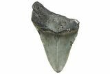 Bargain, Fossil Megalodon Tooth - Serrated Blade #295456-1